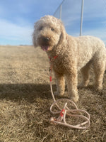 Goldendoodle utilizing Tan Blush marine rope leash with pink accent whipping and rose gold hardware